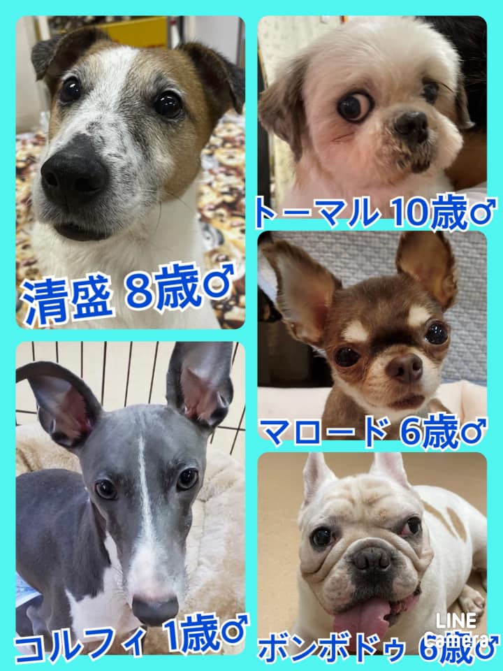 🐾今日の里親様募集中ワンコ🐶メンバーです🐾2021,8,10